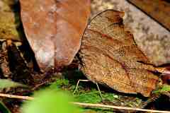 Brown, Common Evening. Melanitis leda leda. Perang Petang. Female