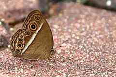 Bush-brown, Dark Brand. Mycalesis mineus macromalayana. Perang-belukar Tanda-gelap. Female.3N2A2392.rs_.1.web_