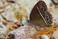 Bush-brown, Dark Brand. Mycalesis mineus macromalayana. Perang-belukar Bertanda Gelap. Male