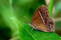 Bush-Brown, Dingy. Mycalesis perseus cepheus. Perang-belukar Suram. 22.5.21 .3N2A1019.web_