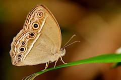 Bush-Brown, Long Brand. Mycalesis visala phamis. Perang-belukar Tanda-panjang. 22.7.19.3N2A2300.web_