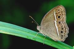 Bush-Brown, Long Brand. Mycalesis visala phamis. Perang-belukar Tanda-panjang. 23.8.9 .9O0A7304.web_