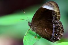 Bush-Brown, White-bar. Mycalesis anaxias senoi. Perang-belukar Jalur-putih. 15.6.17.IMG_0985.web_