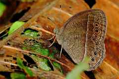 Bush-brown, Common (or Mottled). Telinga janardana sagittegera. Perang-belukar. 22.8.13 .3N2A3009.web_