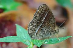 Bush-brown, Common (or Mottled). Telinga janardana sagittegera. Perang-belukar. 22.8.13 .9O0A4828.web_