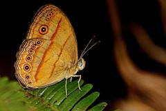 Bush brown, Malayan. Mydosama (previous;y Mycalesis) fuscum fuscum. Perang-belukar Malaya