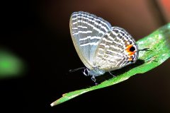 Caerulean, Glassy. Jamides parasaturatus paramalaccanus.  Biruan Kaca. 22.8.13-.TemplerP.3N2A2977.web_