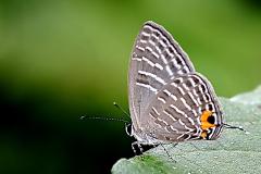 Caerulean, Royal (or Sky Blue). Jamides caeruleus caeruleus. Biruan Diraja. 22.12.10-.9O0A3875.web_