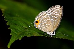 Caerulean, Royal (or Sky Blue). Jamides caeruleus caeruleus. Biruan Diraja. 22.7.9.3N2A2229.web_