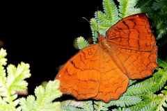 Castor, Angled. Ariadne ariadne ariadne. Jarak Sudut. M.IMG_8802.rs_