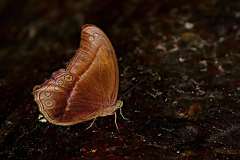 Catseye, Blue (or Straight-banded). Coelites epiminthia epiminthia. Matakucing Biru