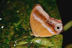 Catseye, Purple-streaked (or Restricted). Coelites euptychioides humilis. Matakucing Coret-ungu.