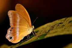 Catseye, Purple-streaked (or Restricted). Coelites euptychioides humilis. Matakucing Coret-ungu.22.7.20.3N2A2352.web_