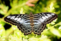 Clipper. Parthenos sylvia lilacinus. Jeneral. Male.IMG_1293-1.web.1