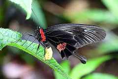 Clubtail, Yellow-bodied. Losaria (Pachliopta) neptunus neptunus. Marah Kuning. 24.5.29.9O0A9113.web_