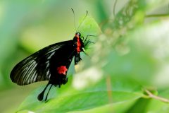 Clubtail, Yellow-bodied.  Losaria neptunus neptunus. Marah Kuning..rs_.1