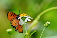 Coster, Tawny. Acraea terpsicore. Penghijrah. Male.3N2A3249