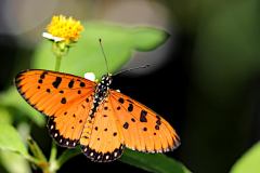 Coster, Tawny.  Acraea terpsicore. Penghijrah. Male.3N2A9598.1