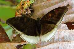 Count, Grey. Tanaecia lepidea matala. Orangkaya Temenggong Kelabu. Female.13.3.12 .IMG_0142dpi1.bk_.web_