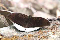 Count, Grey. Tanaecia lepidea matala. Orangkaya Temenggong Kelabu. Male.14.7.12 .IMG_2684dpi.web_