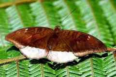 Count, Grey. Tanaecia lepidea matala. Orangkaya Temenggong Kelabu. 15.6.20.3N2A0979dpi.rs_