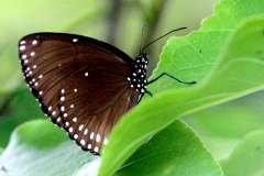 Crow, Brown King. Euploea klugii erichsonii. Rubah Raja Perang. Female.IMG_8040rs.1