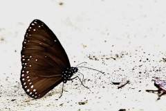 Crow, Brown King. Euploea klugii erichsonii. Rubah Raja Perang. Female. 14.12.19.3N2A8968dpi.web_