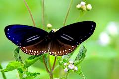 Crow, Double-branded Blue.-Euploea sylvester harrisii. Rubah Biru Tanda-berganda.Male.3N2A3429rs.1