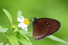 Crow, Double-branded Blue. Euploea sylvester harrisii. Rubah Biru Tanda-berganda.3N2A5779web.1