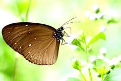 Crow, Dwarf. Euploea tulliolus ledereri. Rubah Katik.-.IMG_6964rs.1