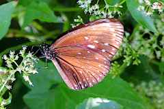 Crow, King. Euploea phaenareta castelnaui. Rubah Raja.12.11.30.IMG_6377.web_