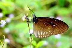 Crow, Lesser Striped Black. Euploea eyndhovii gardineri.  Rubah Hitam Belang Kecil.14.8.18 .IMG_0195.web_