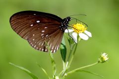 Crow, Lesser Striped Black. Euploea eynhovii gardineri. Rubah Hitam Belang Kecil. 22.6.21.3N2A1326.web_