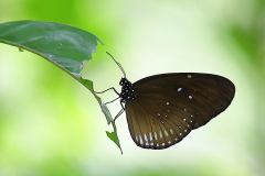 Crow, Long-Branded Blue. Euploea algae menetriesii. Rubah Biru Tanda-panjang.3N2A8624.web_