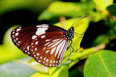 Crow, Magpie. Euploea radamanthus radamanthus. Rubah Murai .Female.IMG_4794web.1