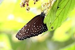 Crow, Malayan. Euploea camaralzeman malayica. Rubah Malaya. Female.13.6.6 .IMG_9929.web_