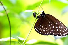 Crow, Malayan. Euploea camaralzeman malayica. Rubah Malaya. rs.1