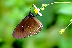 Crow, Plain Blue. Euploea modesta modesta.  Rubah Biru Dataran.19.8.29 .3N2A2639-1.web_