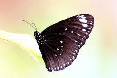Crow, Spotted Black. Euploea crameri bremeri. Rubah Hitam Tompok.Female.IMG_7591rs.1