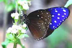 Crow, Striped Blue. Euploea mulciber mulciber. Rubah Biru Belang. Male.13.5.10-.IMG_6191web.1