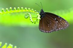 Crow, Striped Blue. Euploea mulciber mulciber. Rubah Biru Belang. Male.3N2A3290rs.1