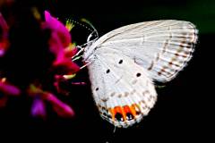 Cupid, Indian. Everes-lacturnus-rileyi.-Asmara-India.13.9.13-.IMG_0451dpi.rs_