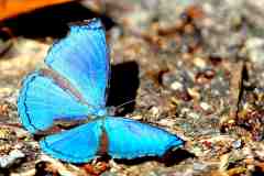 Dandy, Blue. Laringa castelnaui castelnaui. Peraga Biru. Male.IMG_2319rs.1