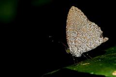 Darkwing sp. No English name. Allotinus apries apries. Sayapgelap Kinabalu. 23.3.16.9O0A4701.web_