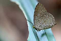 Darkwing sp. No English name. Allotinus apries apries. Sayapgelap Kinabalu. 24.4.30.9O0A8658.web_