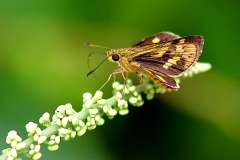 Dart, Detached. Potanthus trachala tytleri. Terkam Terpisah