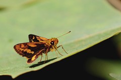 Dart, Zigzag-banded. Potanthus mingo ajax. Terkam Jalur-zigzag.Male. 21.4.29..3N2A9048.1.web.JPG