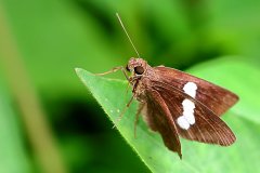 Demon, Banded. Notocrypta paralysos varians. Dewata Jalur. 23.7.8. 9O0A6256.web_