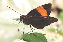 Demon, Red. Ancistroides armatus armatus. Dewata Merah. 23.5.14.9O0A9672.web_