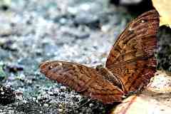 Earl, Common. Tanaecia julii bougainvillei. Orangkaya Raden. 15.9.30. Female.3N2A3109dpi.web_